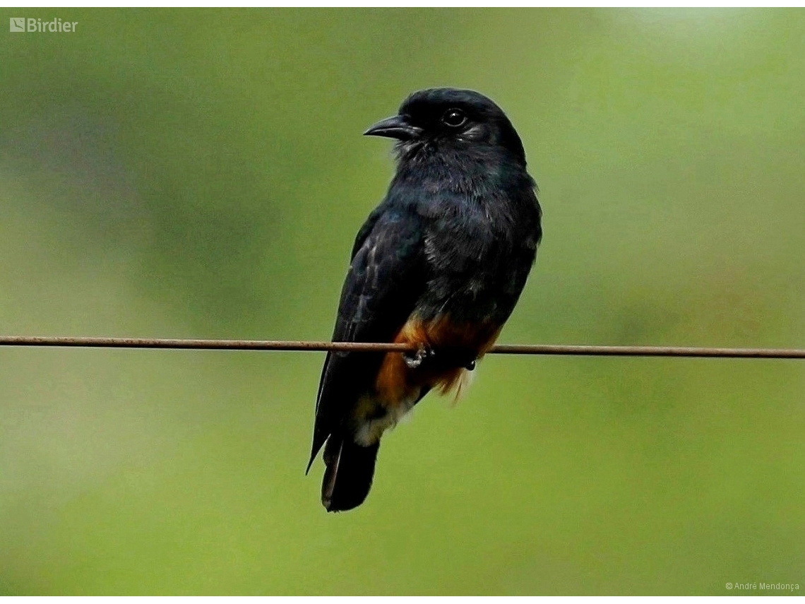 Chelidoptera tenebrosa