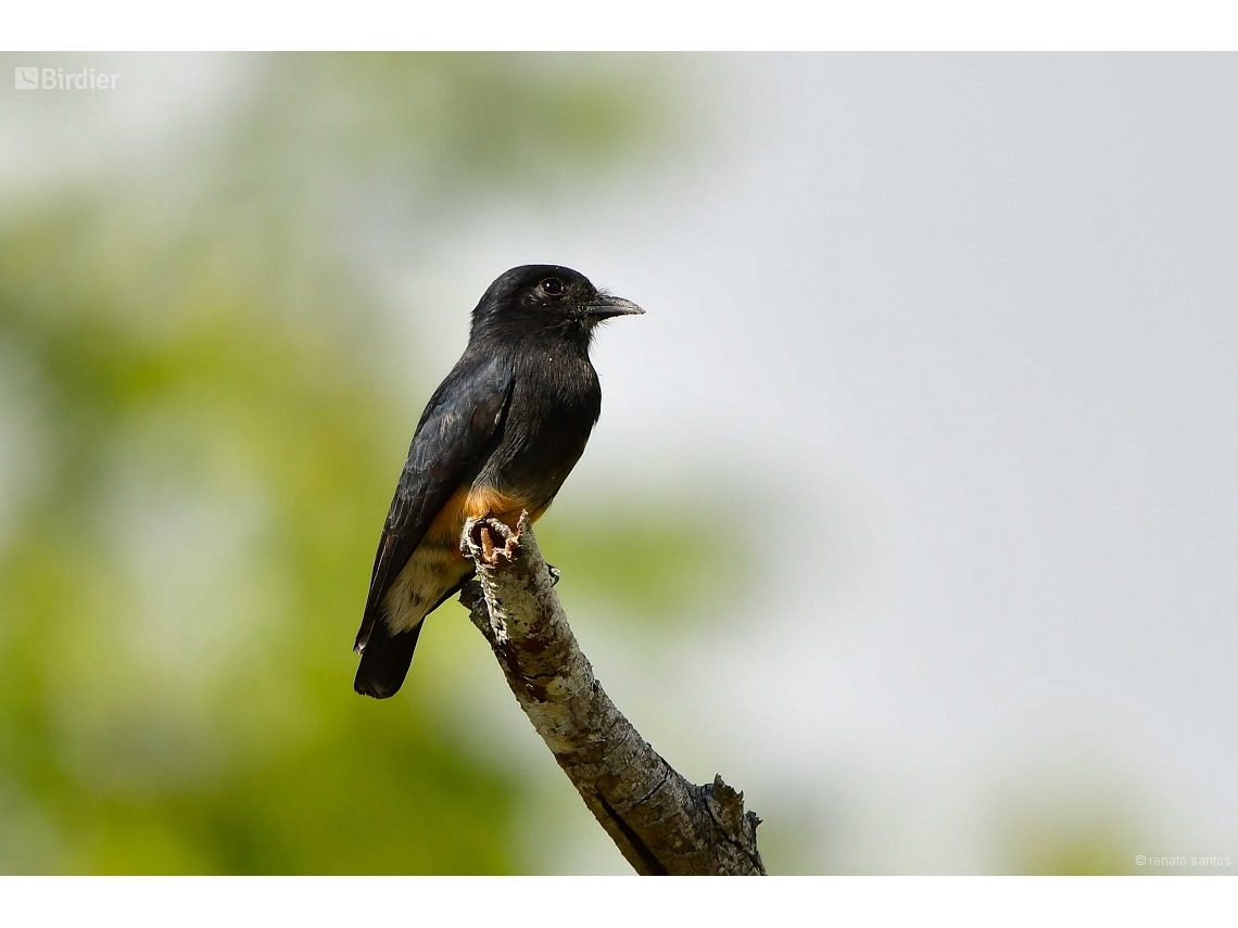 Chelidoptera tenebrosa