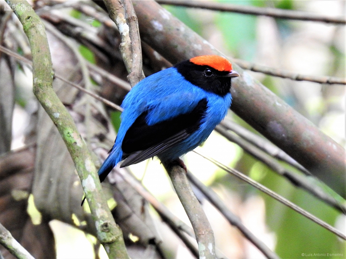 Chiroxiphia caudata