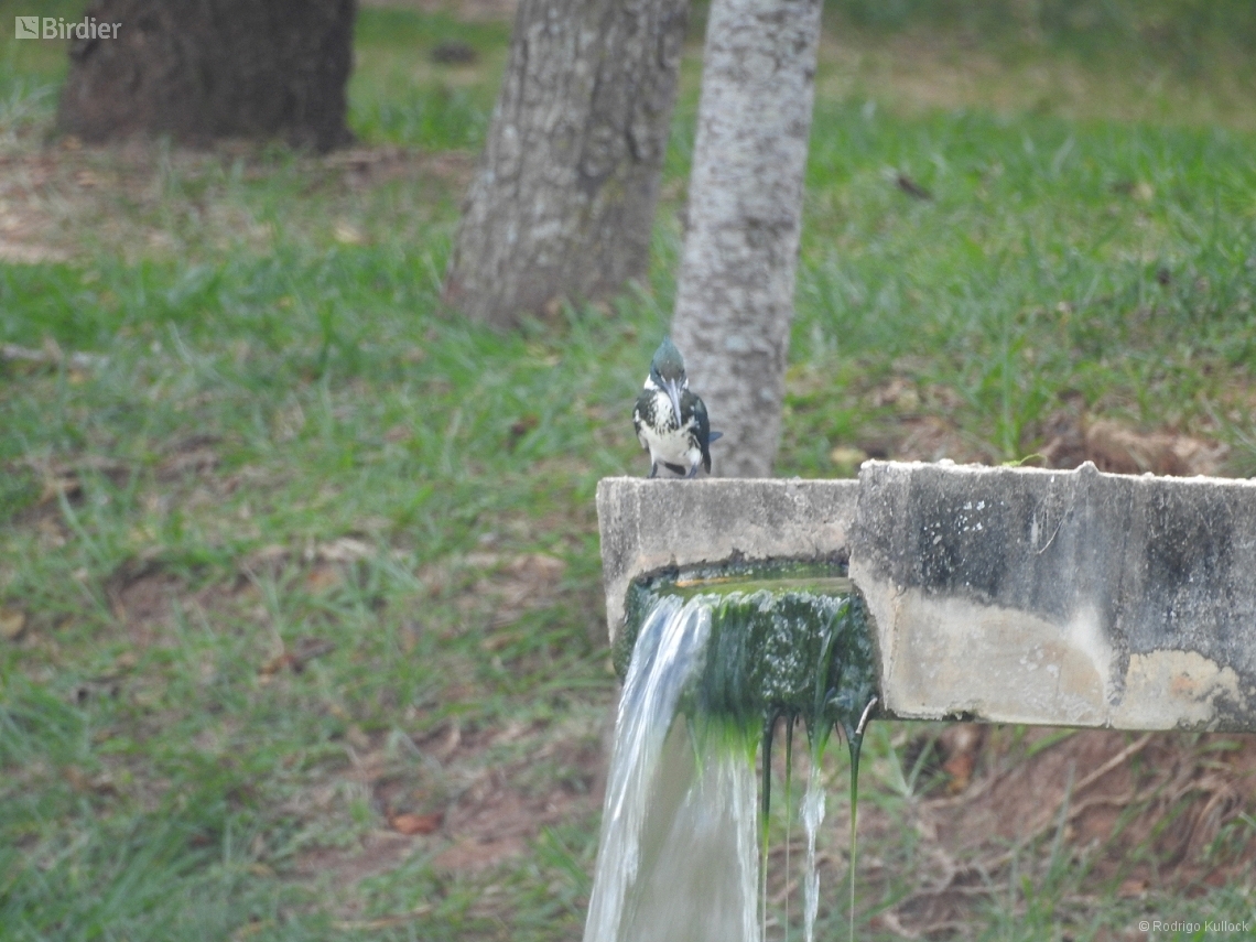 Chloroceryle amazona