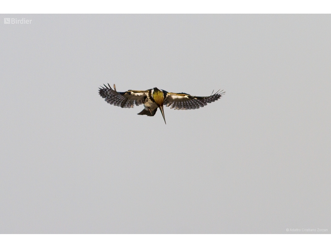 Chloroceryle amazona