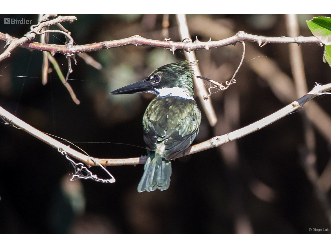 Chloroceryle amazona