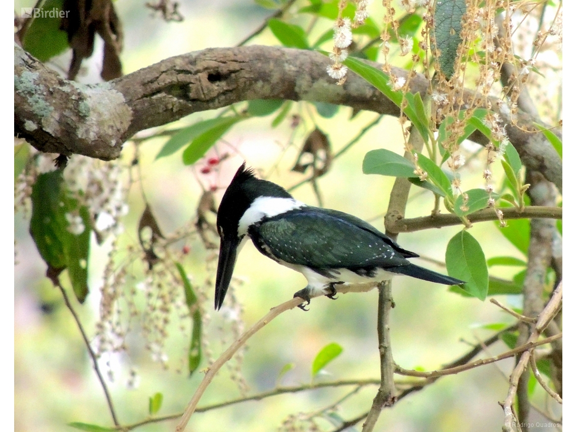 Chloroceryle amazona