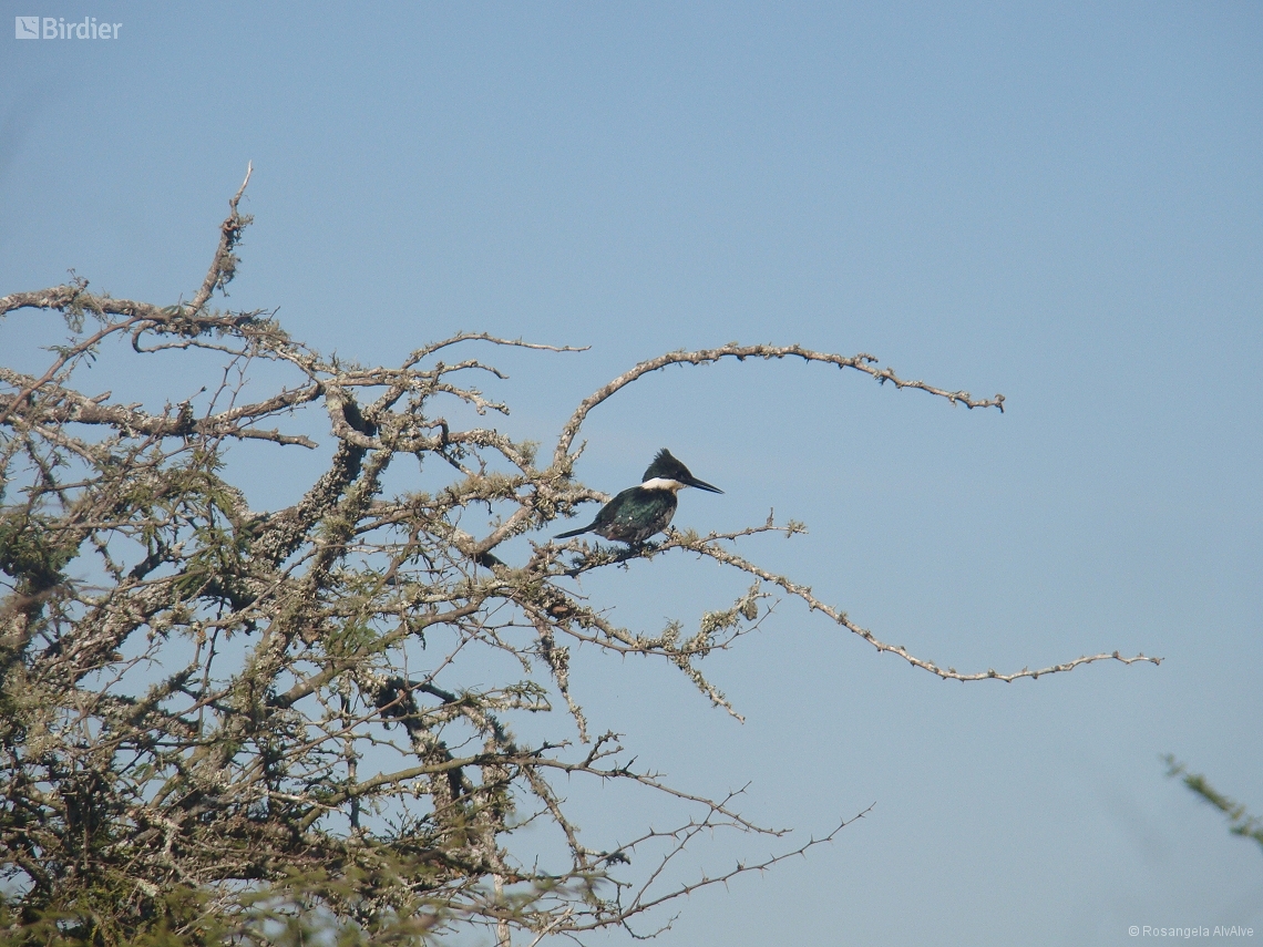 Chloroceryle amazona