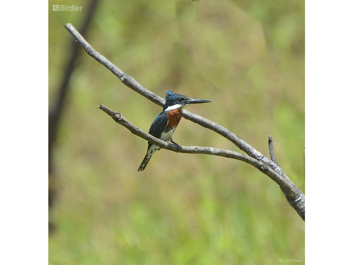 Chloroceryle amazona