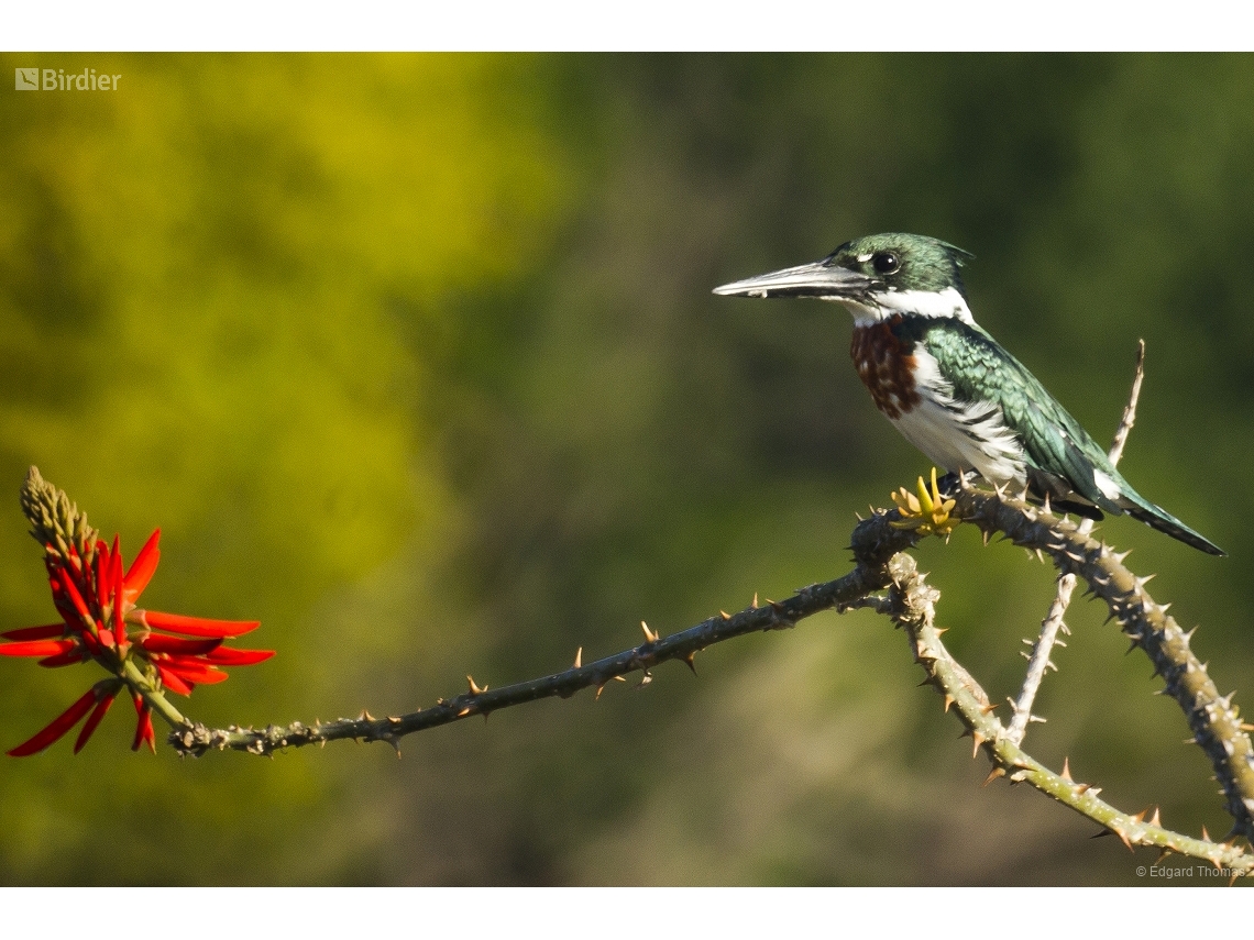Chloroceryle amazona