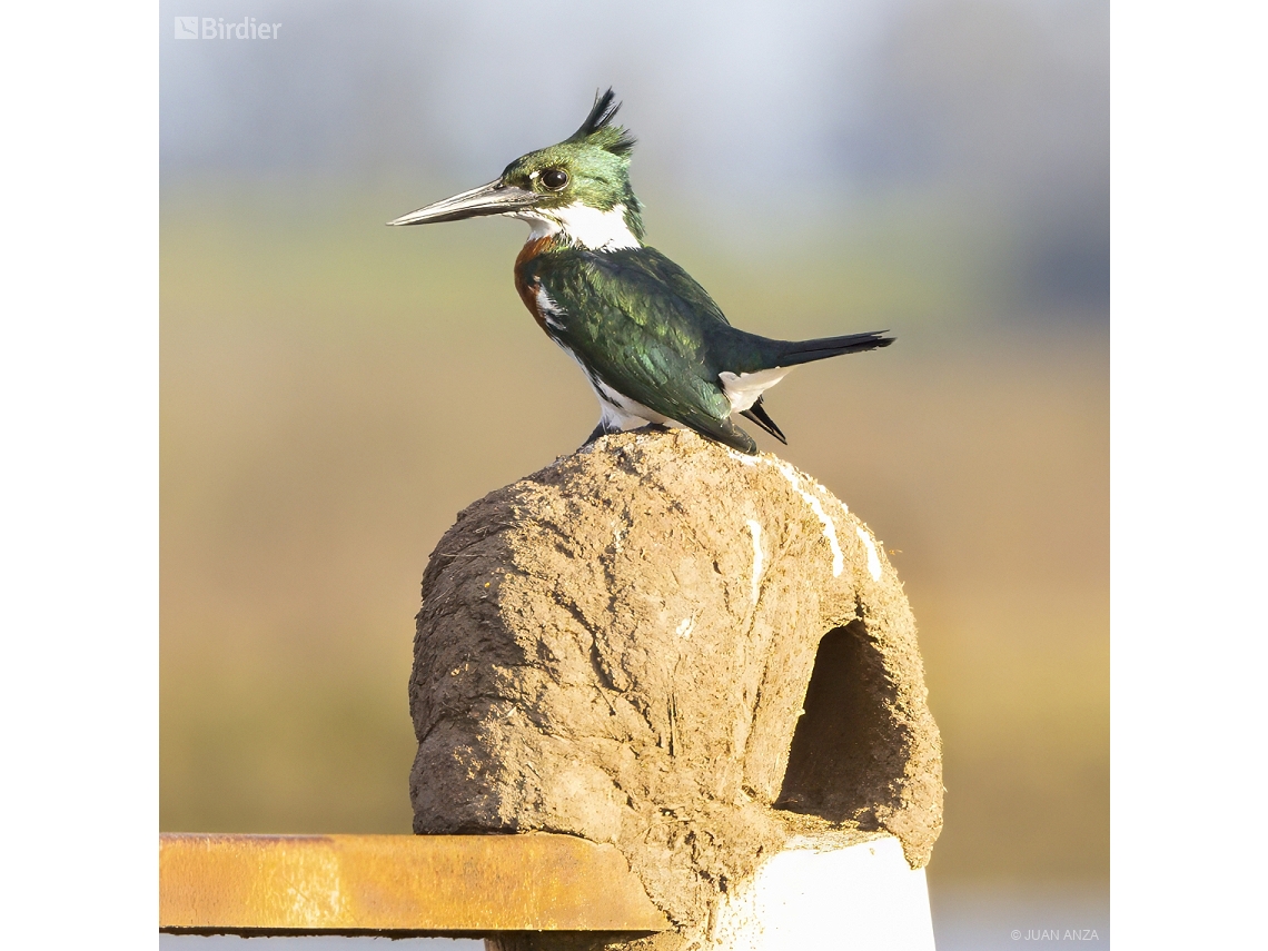 Chloroceryle amazona