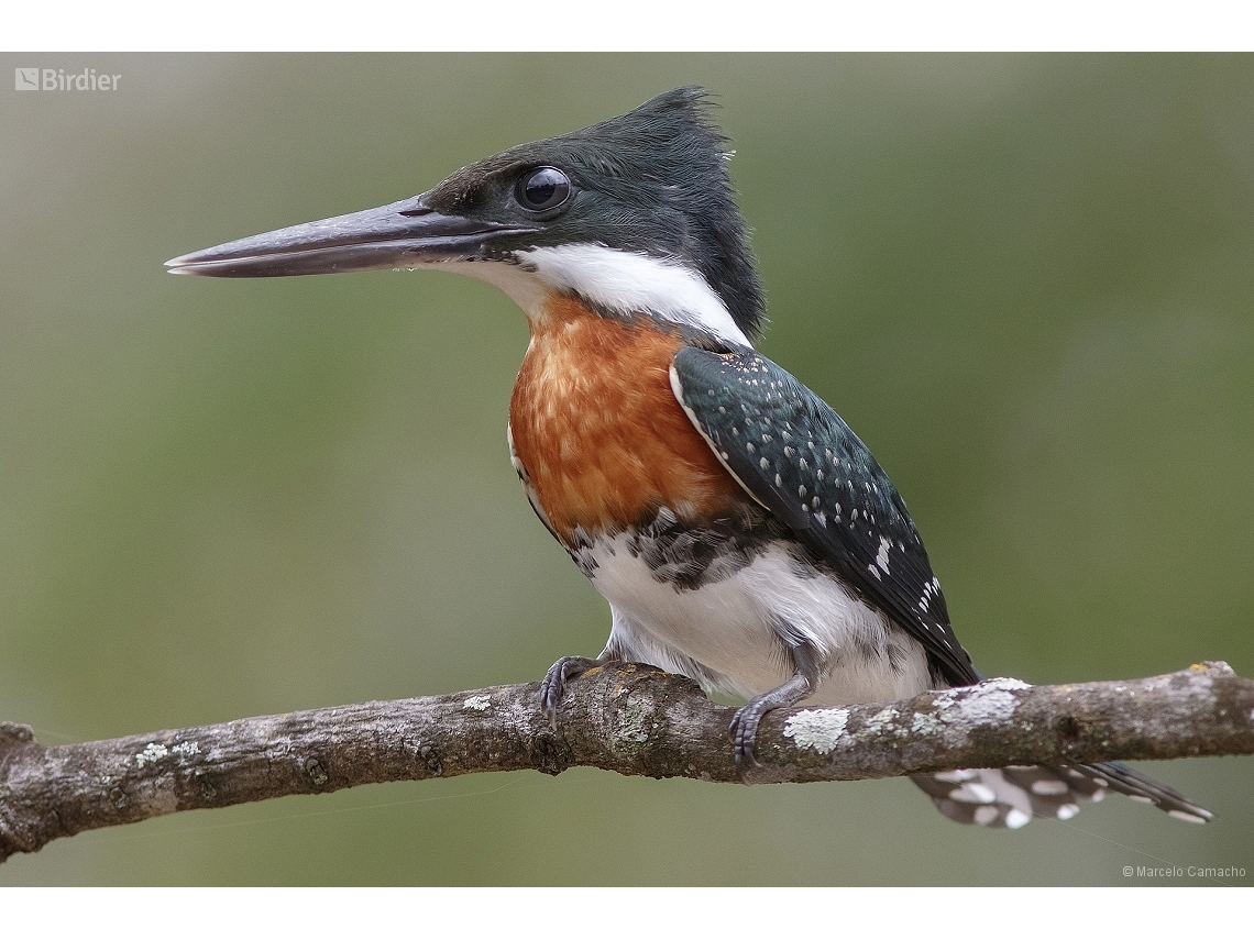 Chloroceryle americana