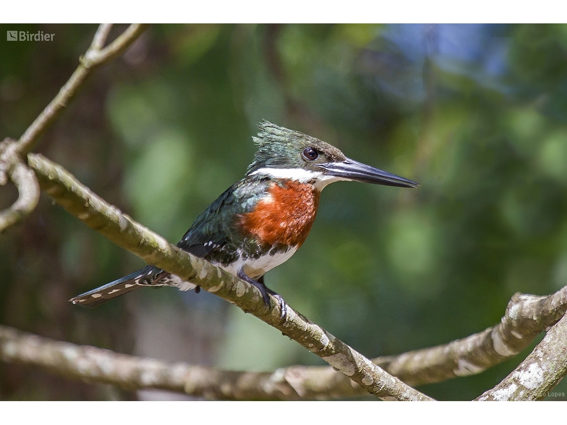 Chloroceryle americana