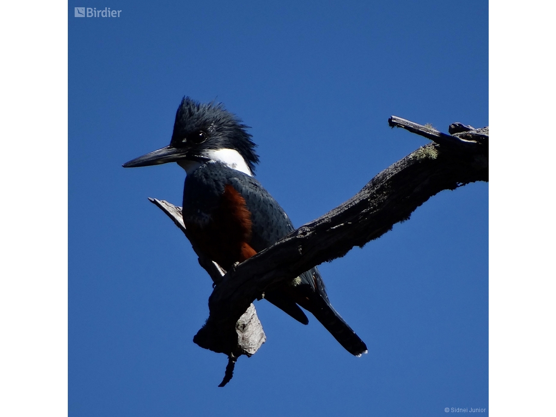 Megaceryle torquata