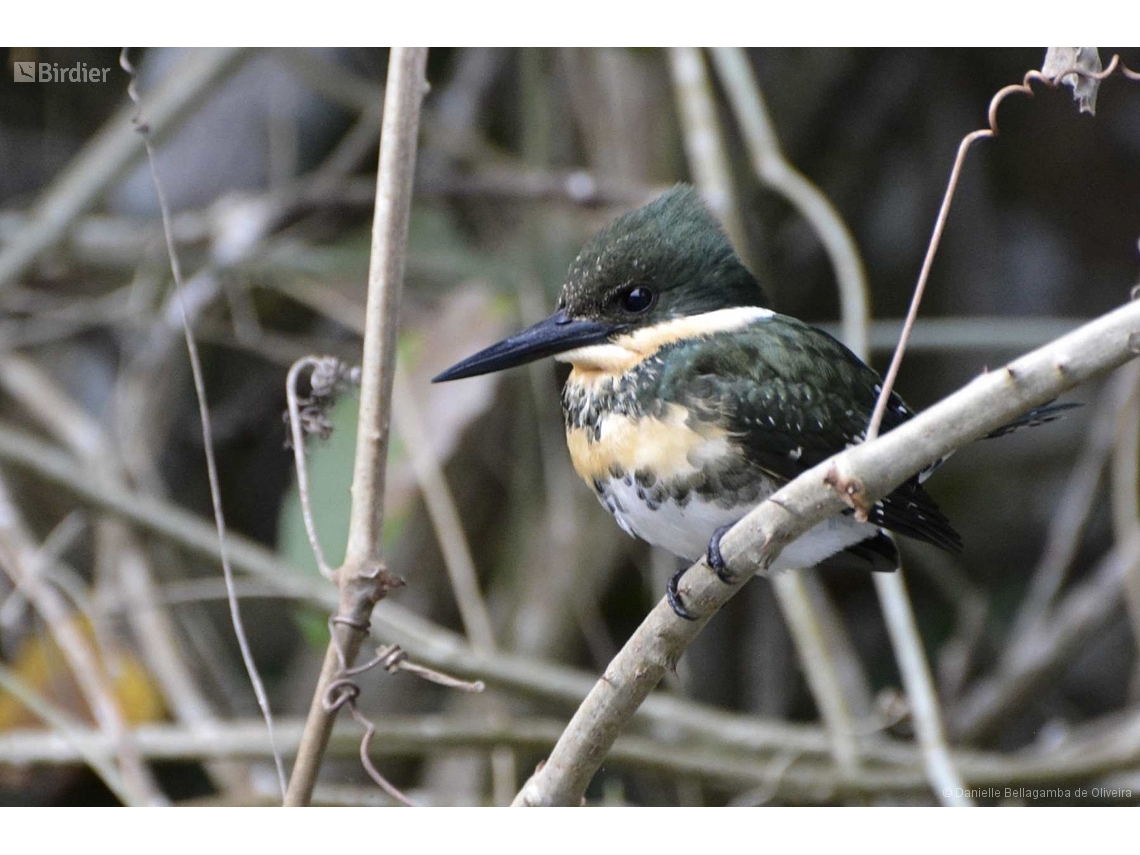 Chloroceryle americana