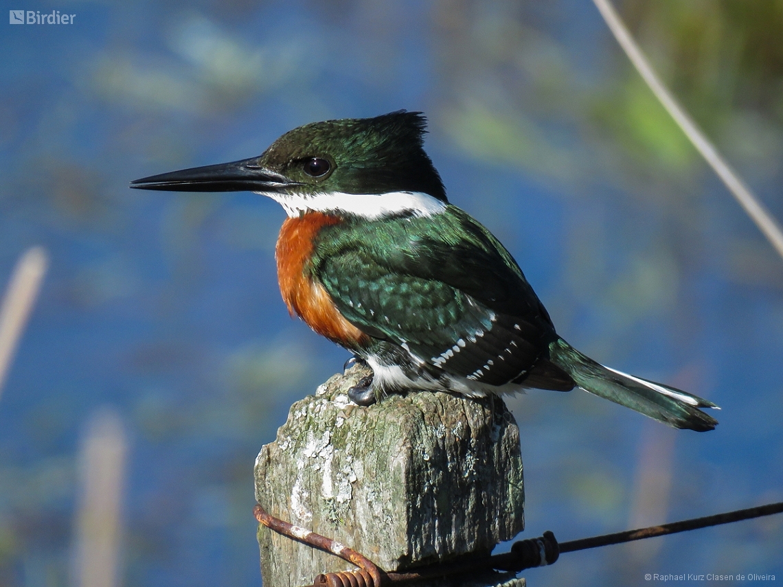 Chloroceryle americana