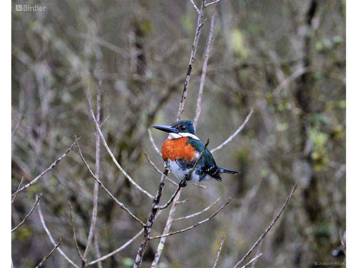 Chloroceryle americana