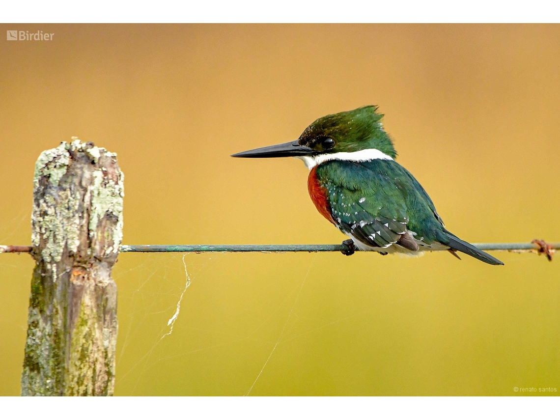 Chloroceryle americana