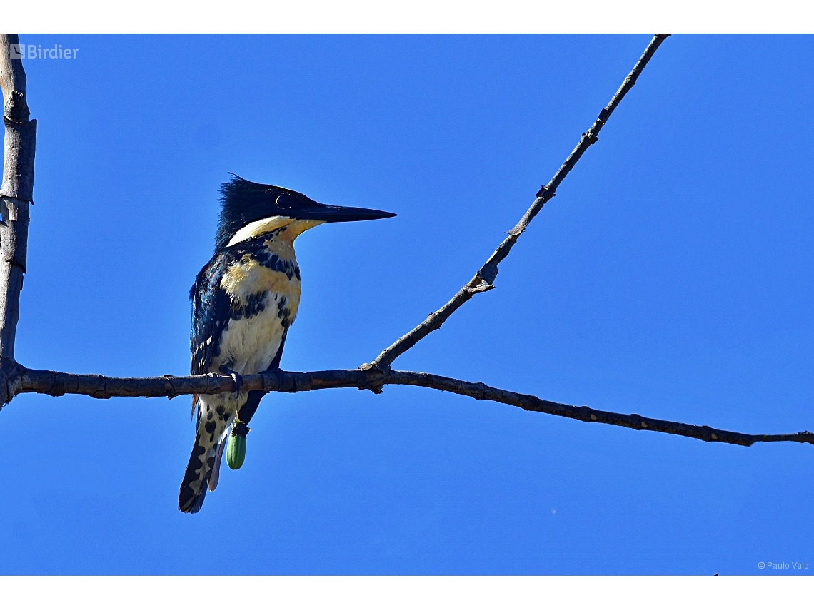 Chloroceryle americana