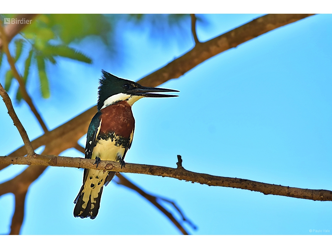 Chloroceryle americana