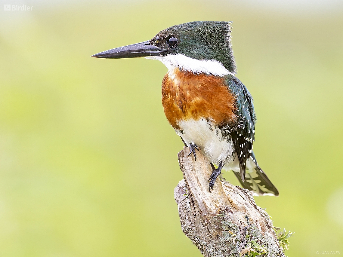 Chloroceryle americana