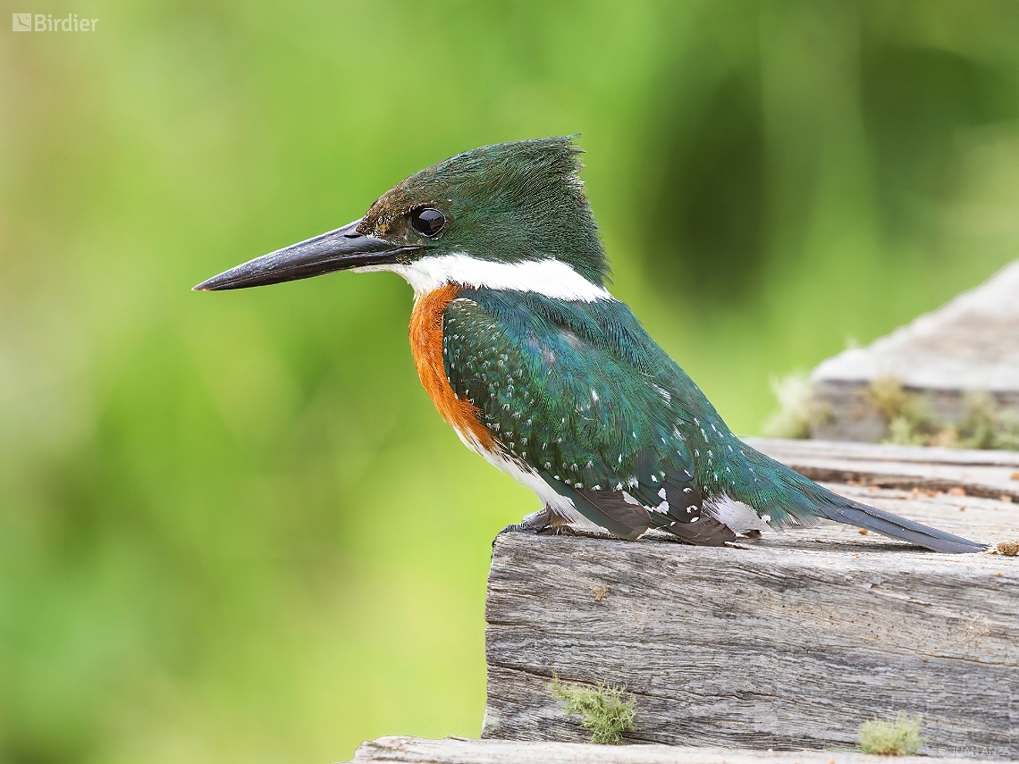 Chloroceryle americana