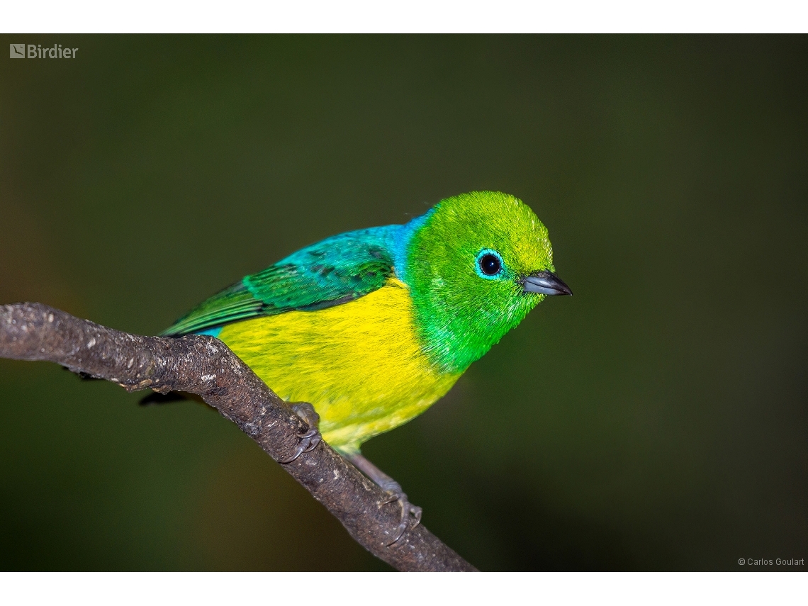 Chlorophonia cyanea