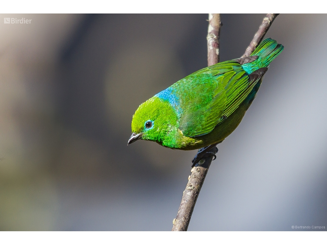 Chlorophonia cyanea