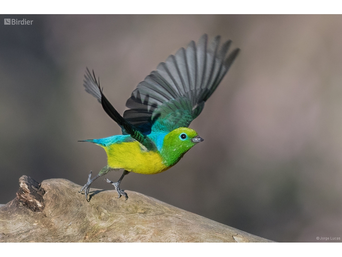 Chlorophonia cyanea