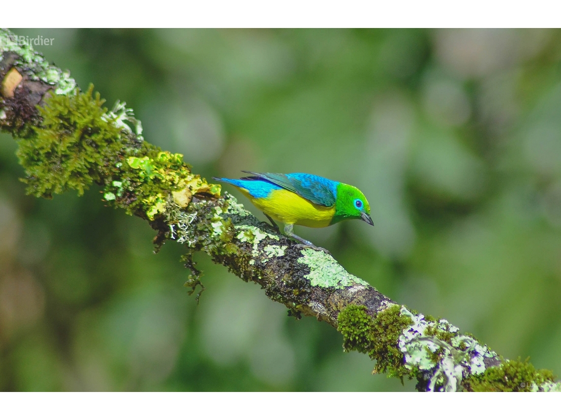 Chlorophonia cyanea