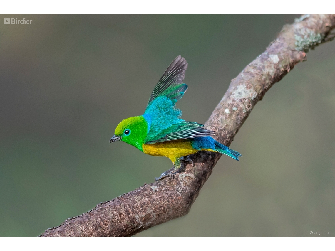 Chlorophonia cyanea