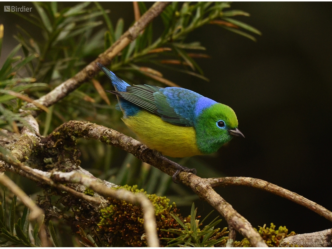 Chlorophonia cyanea