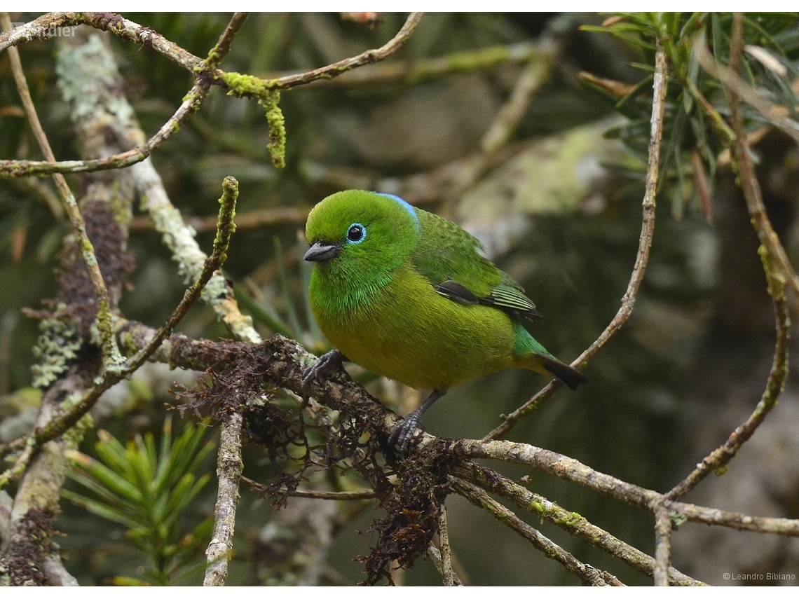 Chlorophonia cyanea