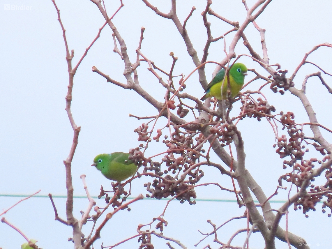 Chlorophonia cyanea