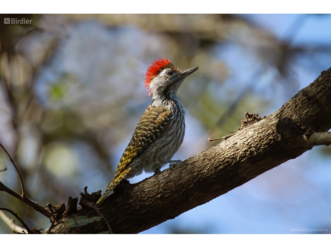 Dendropicos fuscescens