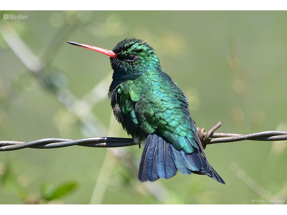 Chlorostilbon lucidus