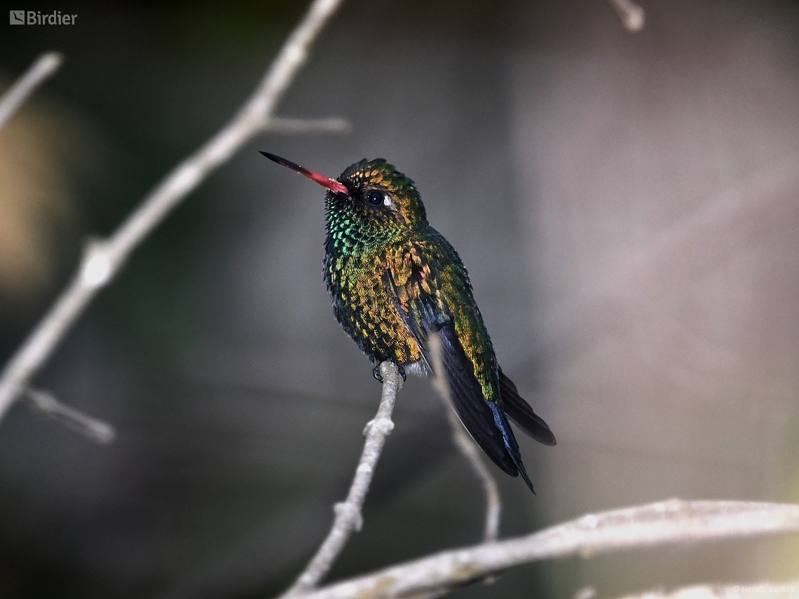 Chlorostilbon lucidus