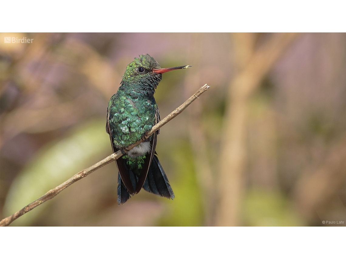 Chlorostilbon lucidus
