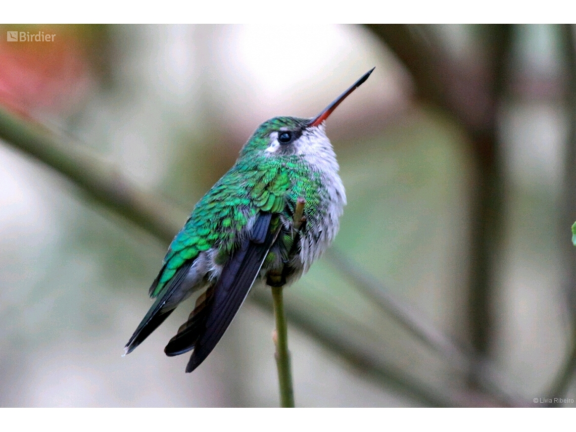 Chlorostilbon lucidus
