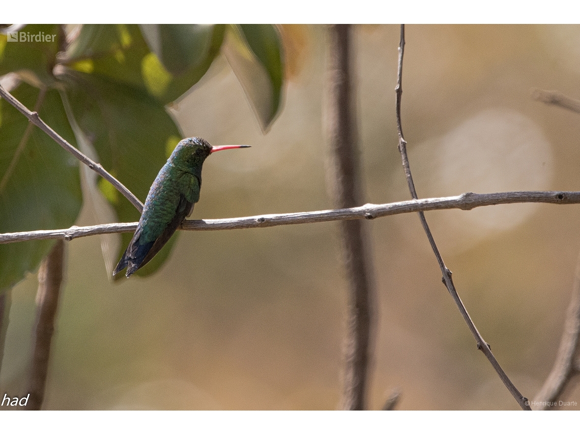 Chlorostilbon lucidus