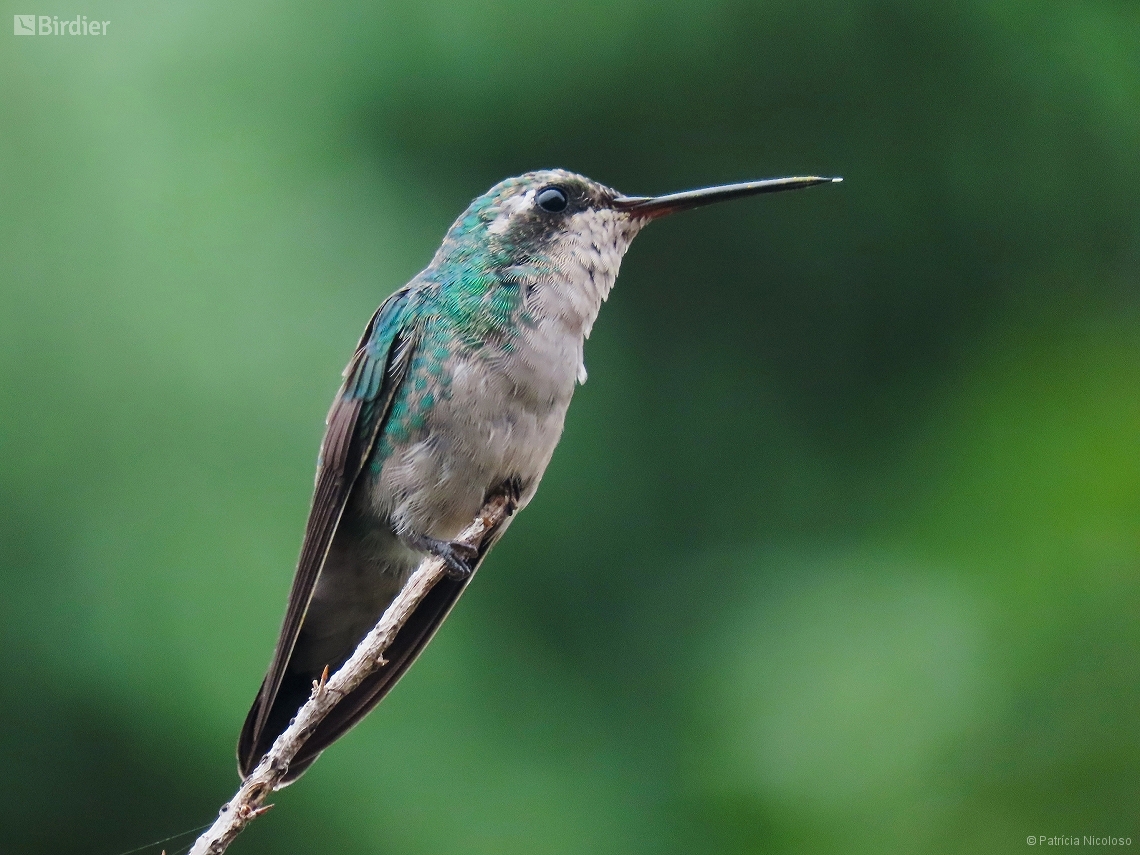 Chlorostilbon lucidus