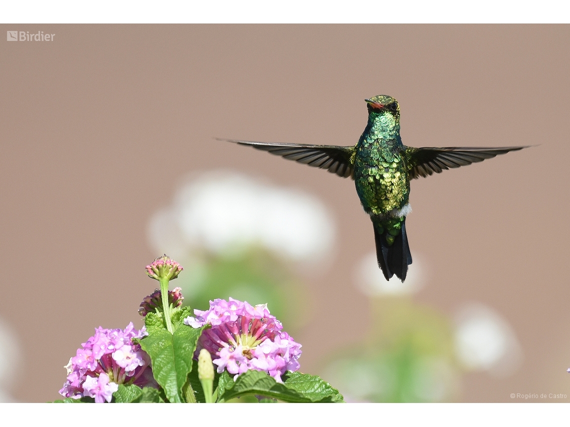 Chlorostilbon lucidus