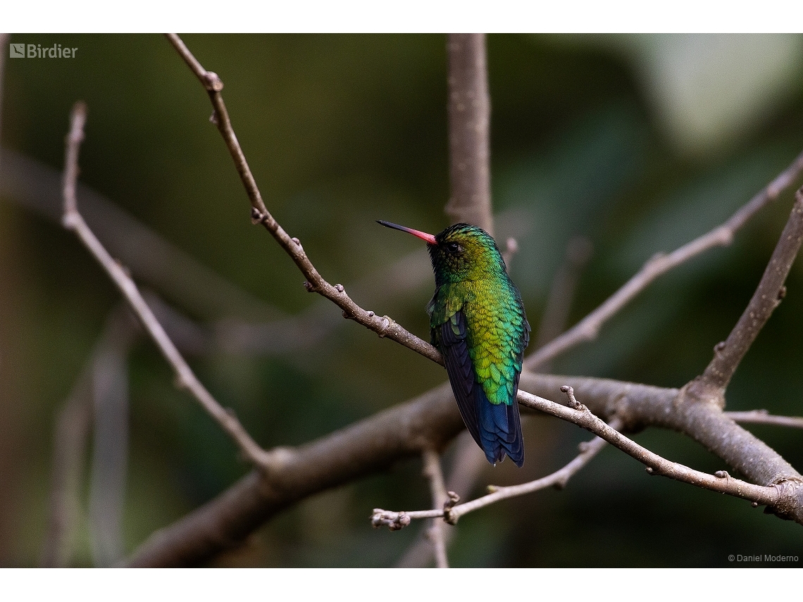 Chlorostilbon lucidus