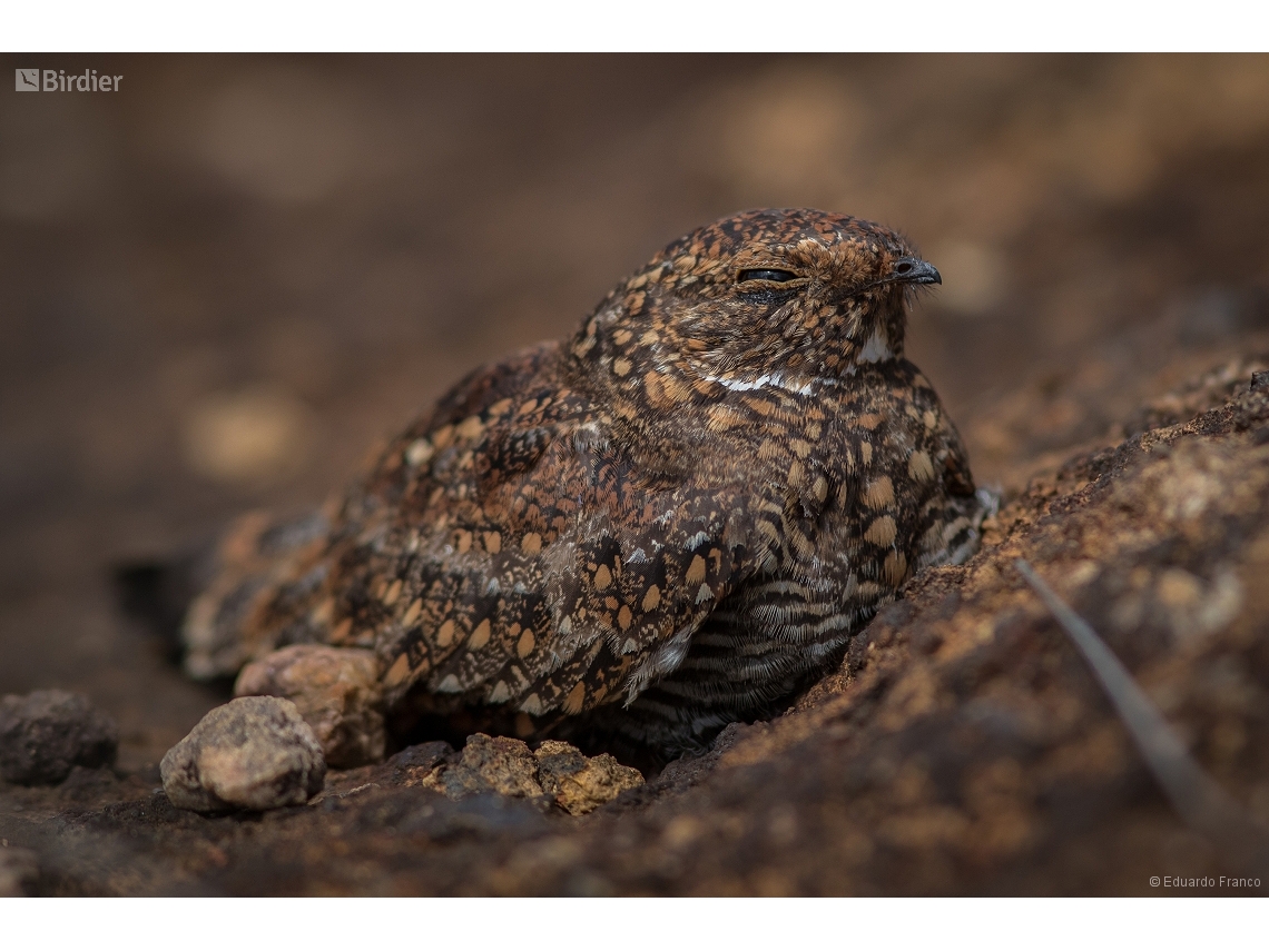 Chordeiles pusillus