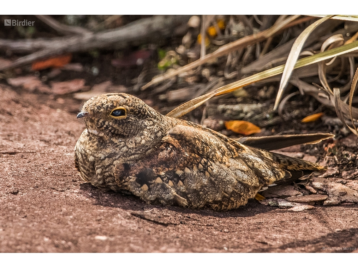 Systellura longirostris