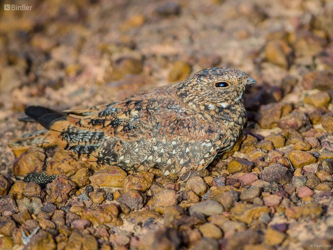 Chordeiles pusillus