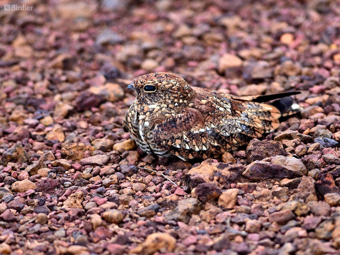 Chordeiles pusillus