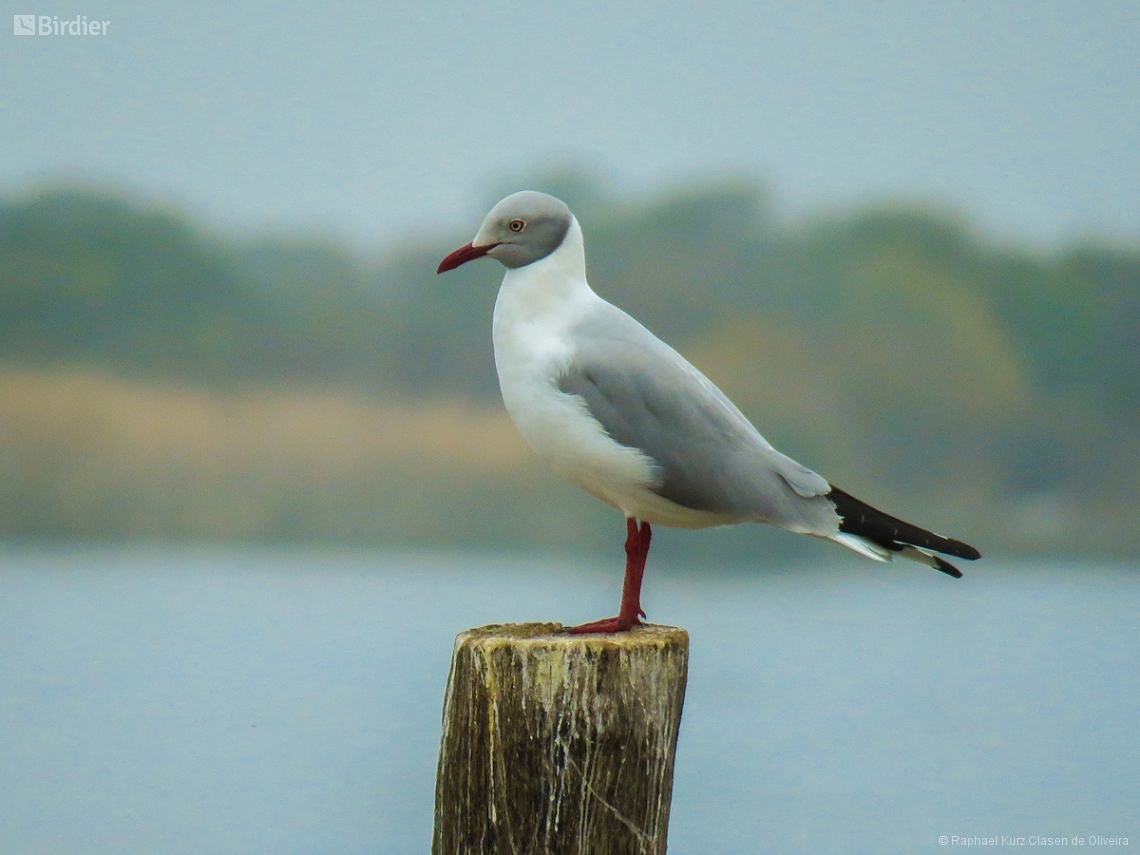 Chroicocephalus cirrocephalus