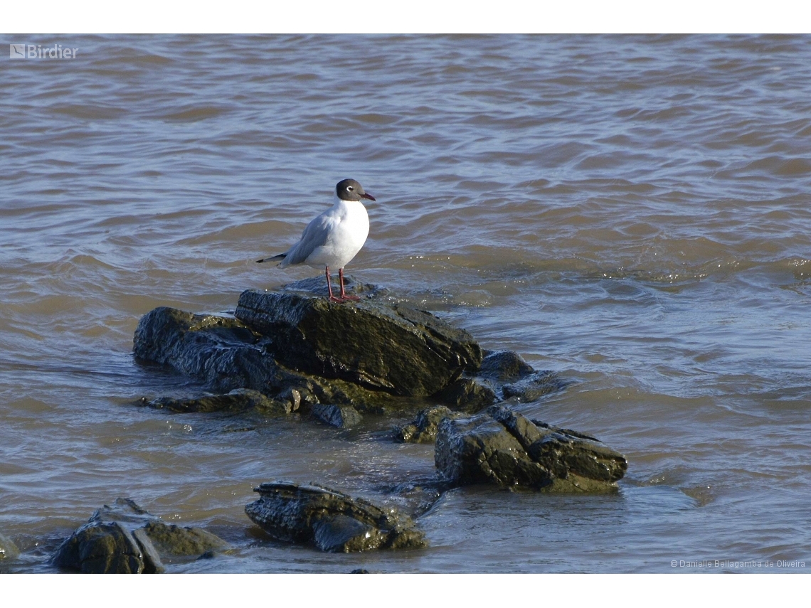 Chroicocephalus maculipennis