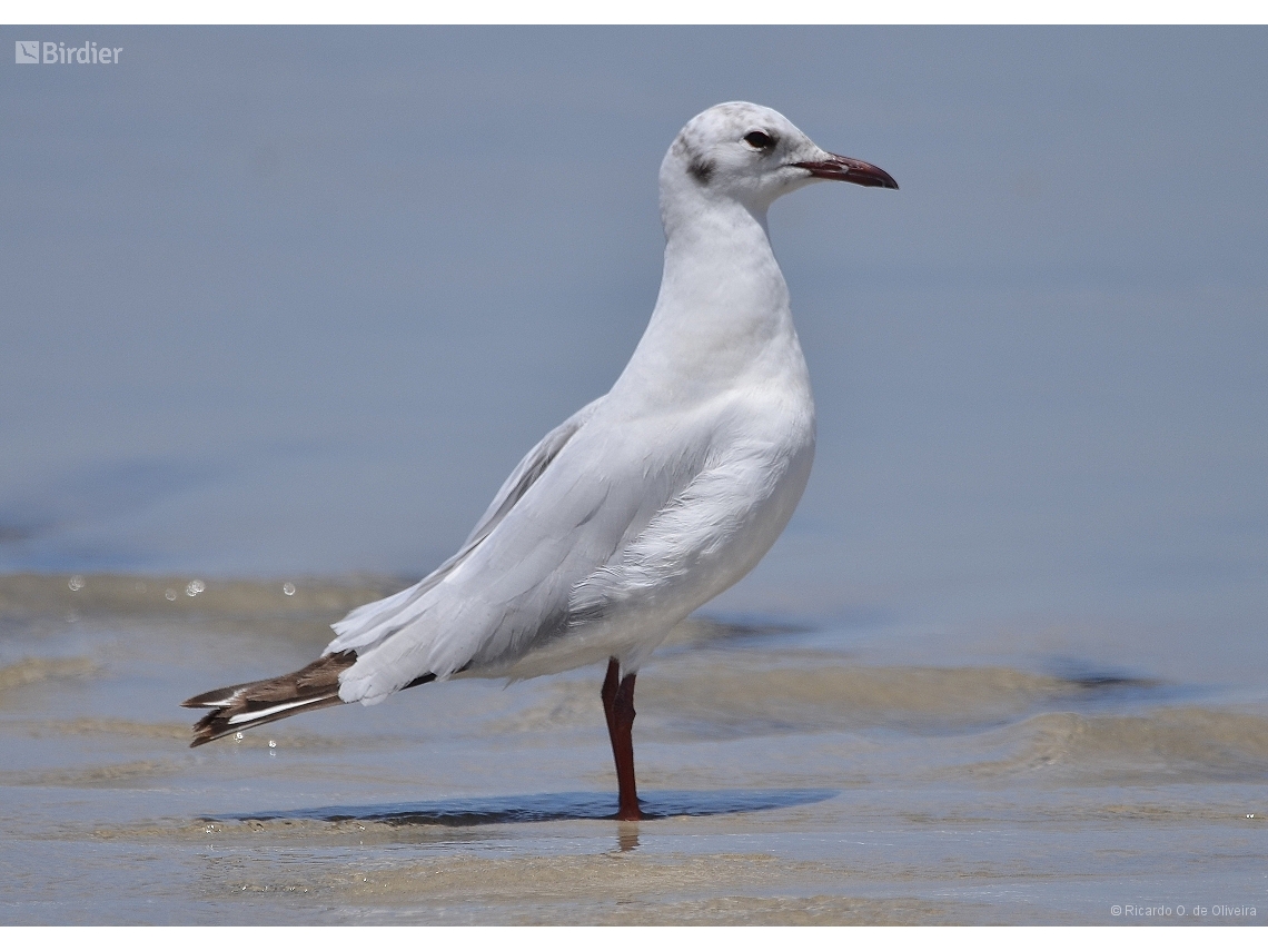 Chroicocephalus maculipennis