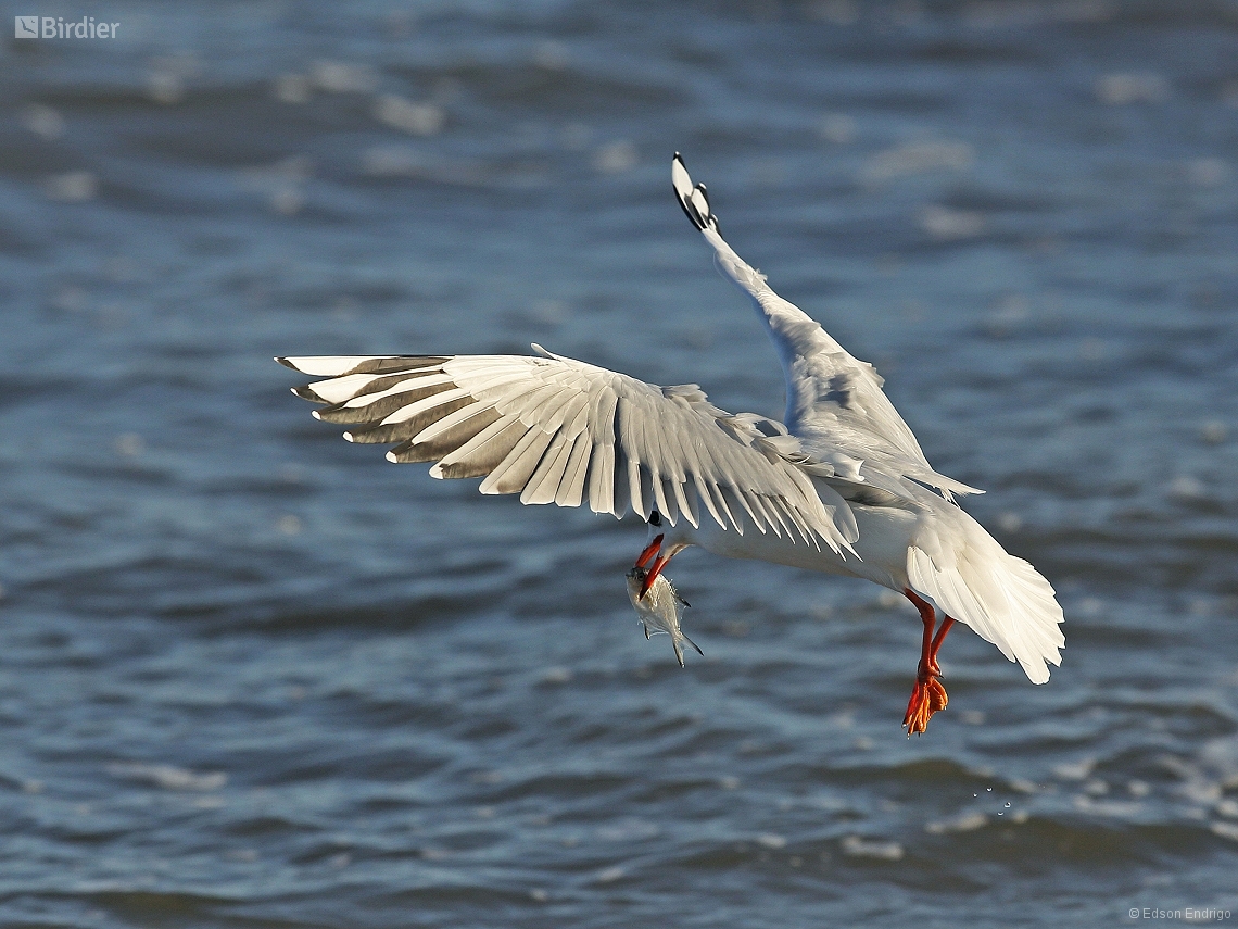 Chroicocephalus maculipennis