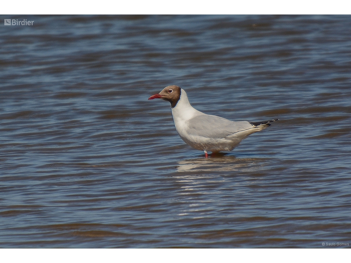 Chroicocephalus maculipennis