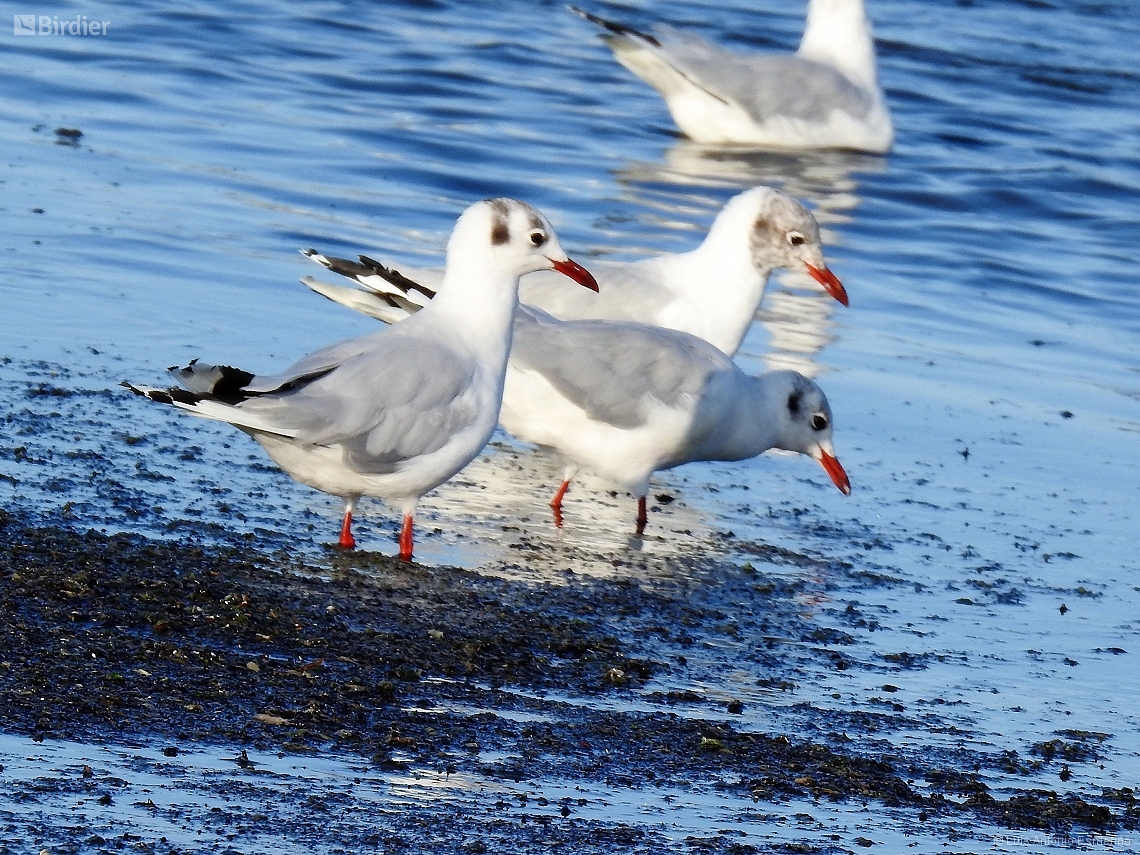 Chroicocephalus maculipennis