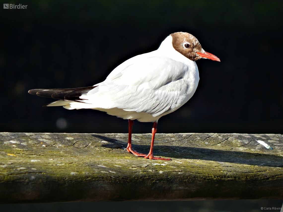 Chroicocephalus ridibundus